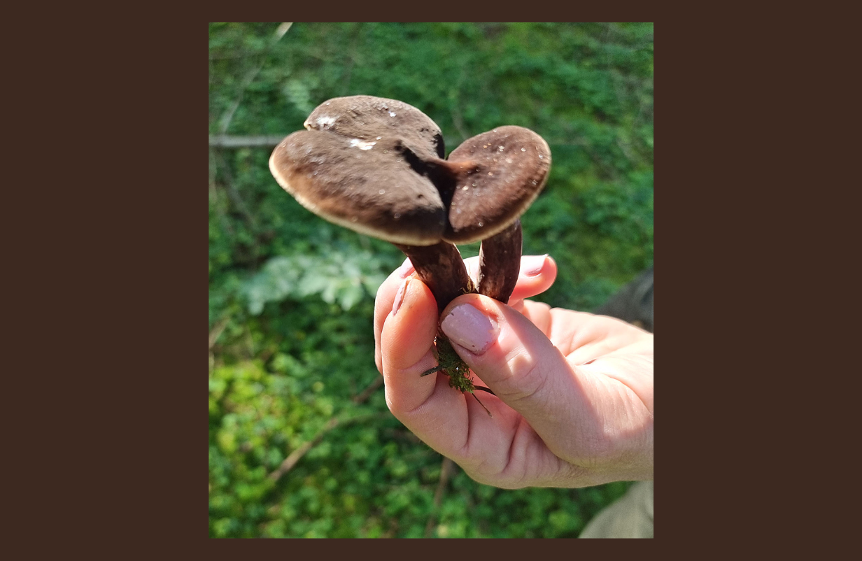 KunMors-1232-x-820-px34-aspect-ratio-1232-802