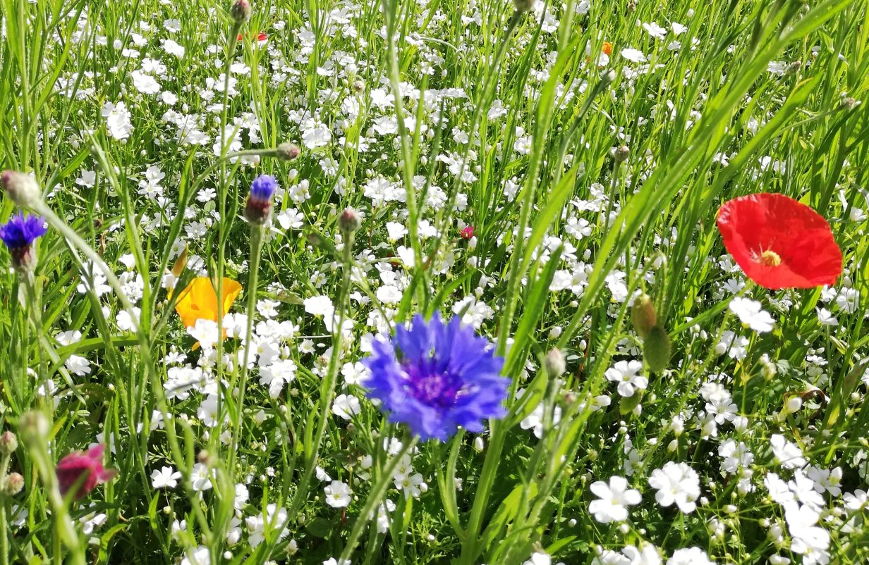 vilde_blomster-scaled-aspect-ratio-1232-802