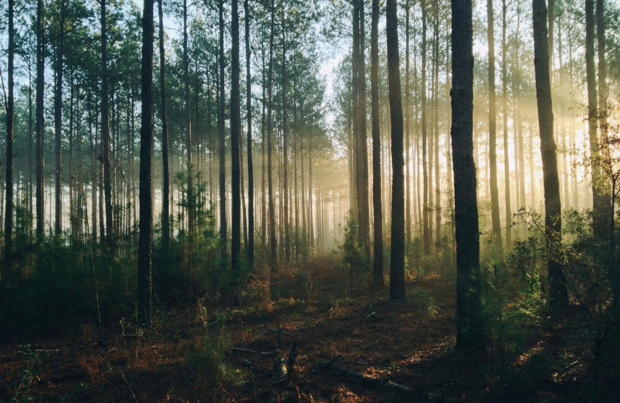 design-uden-navn19-aspect-ratio-1232-802