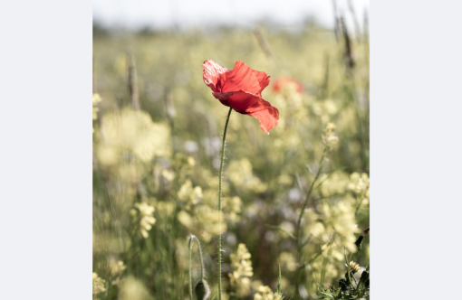 FOREDRAG-BILLEDMATERIALE-1.pdf75-aspect-ratio-1232-802