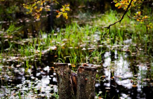 natur-aspect-ratio-1232-802