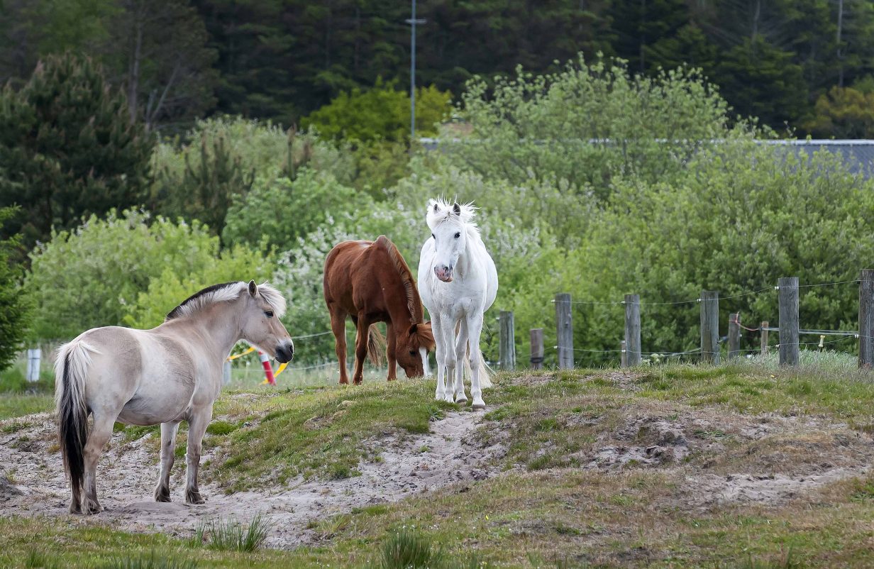 Ponygames03-kopier-aspect-ratio-1232-802