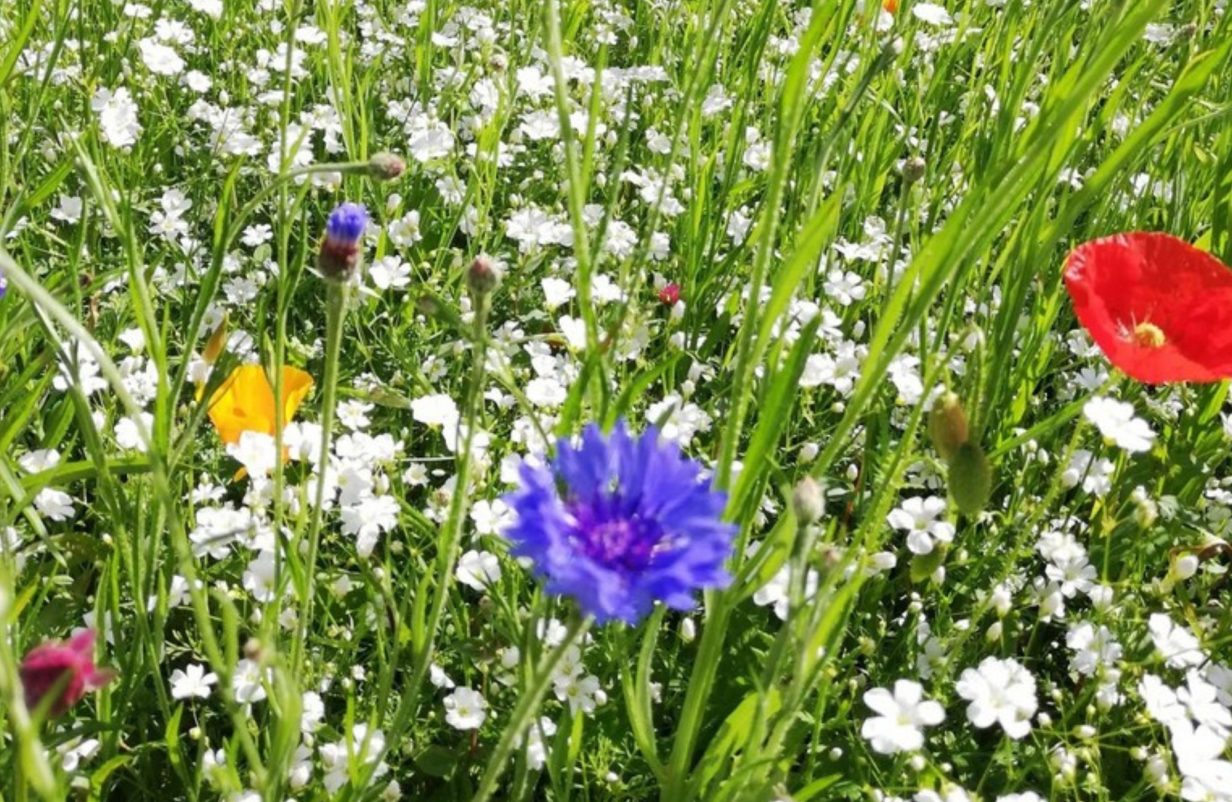 Skabelon-fotos222-aspect-ratio-1232-802