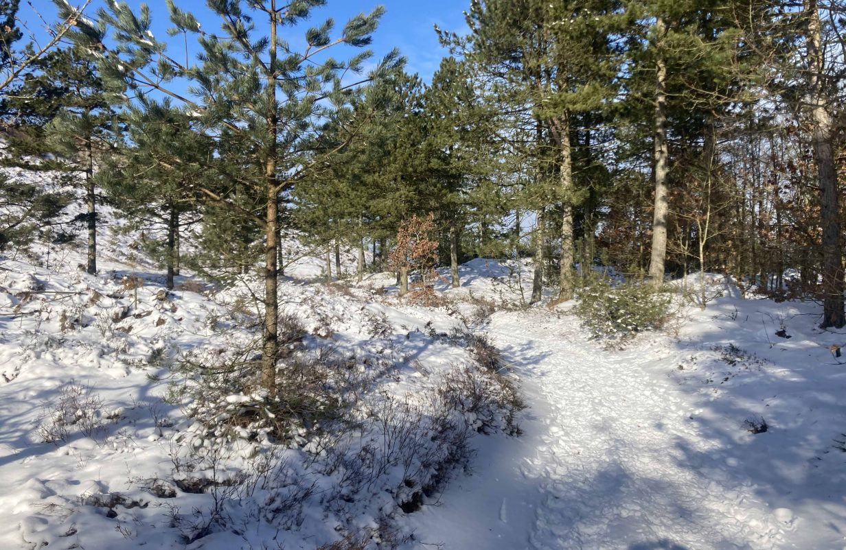 sne-aspect-ratio-1232-802