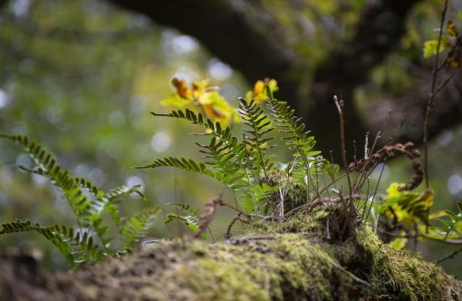 bregne-kopier-aspect-ratio-1232-802