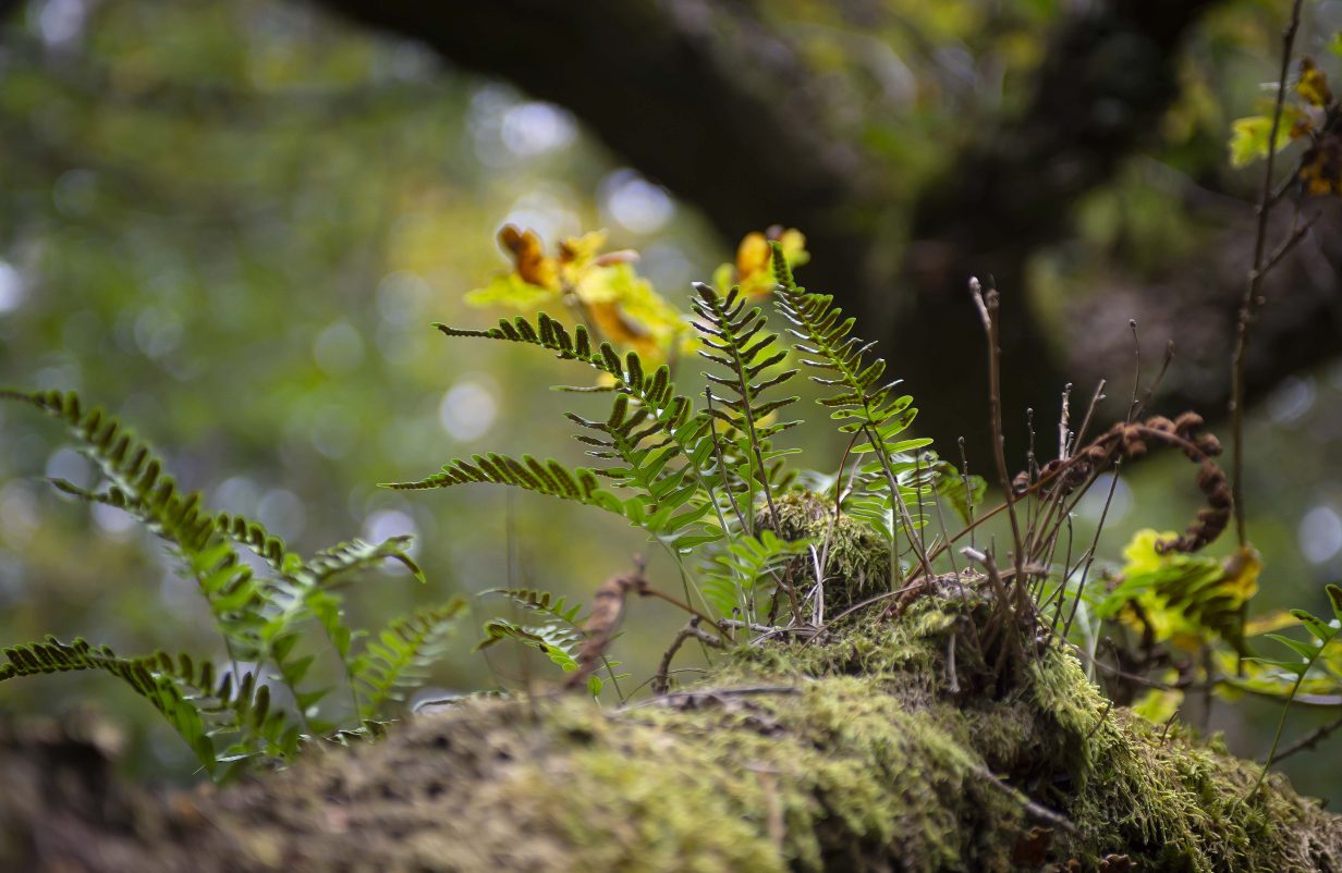 bregne-kopier-aspect-ratio-1232-802