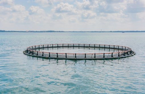 Akvakultur-aspect-ratio-1232-802