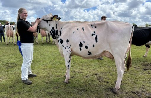 Bedste-Holstein-og-bedste-yngre-Holstein-aspect-ratio-1232-802