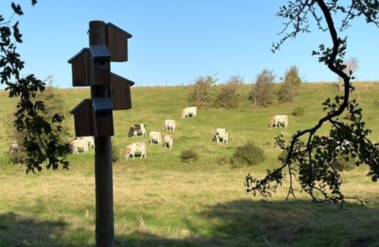Tingstrup Sø - stærekasser. Foto: Støtteforeningen Tingstrup Sø.