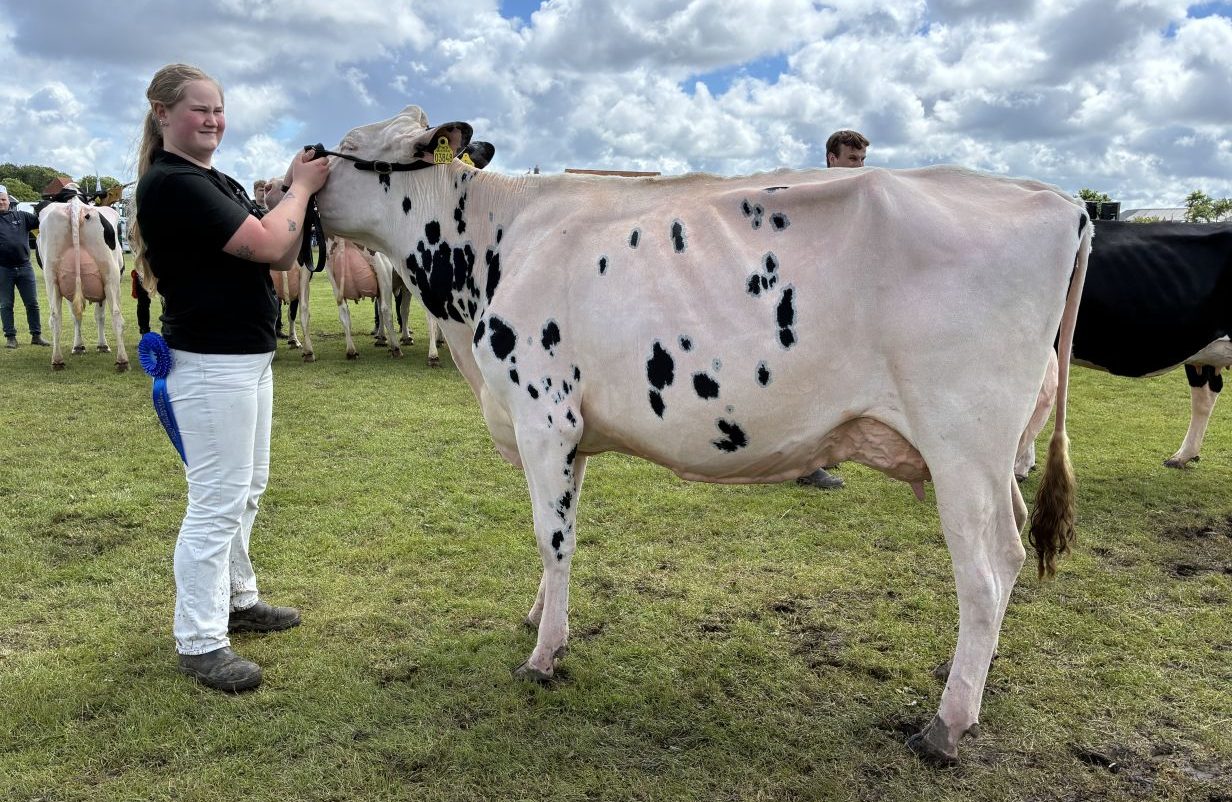 Bedste-Holstein-og-bedste-yngre-Holstein-aspect-ratio-1232-802
