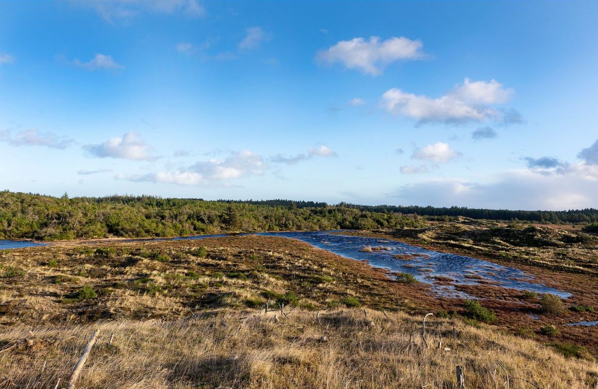 Design-uden-navn-2025-05-30T104443.050-aspect-ratio-1232-802