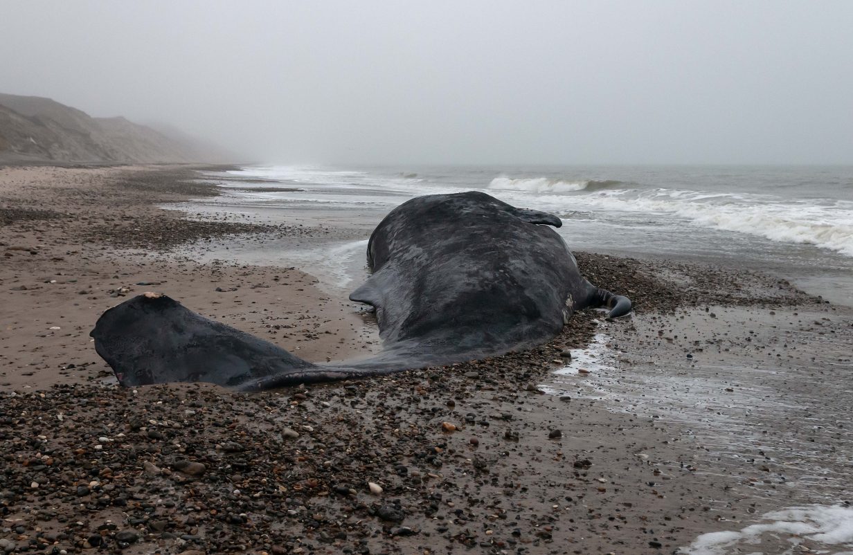 Hval04-kopier-aspect-ratio-1232-802